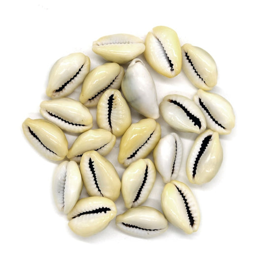 Natural Cowrie Beads