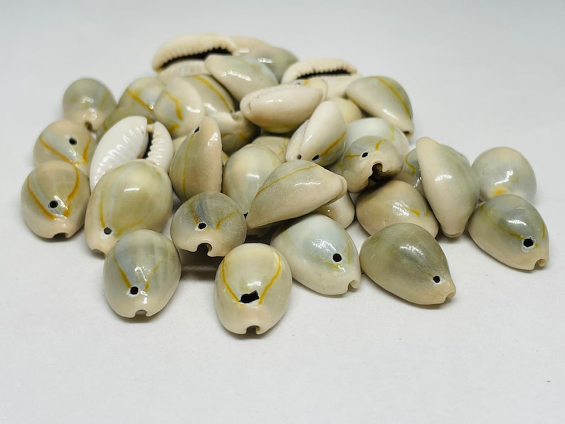 Natural Cowrie Beads